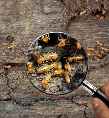 How to Get Rid of Termites at Home