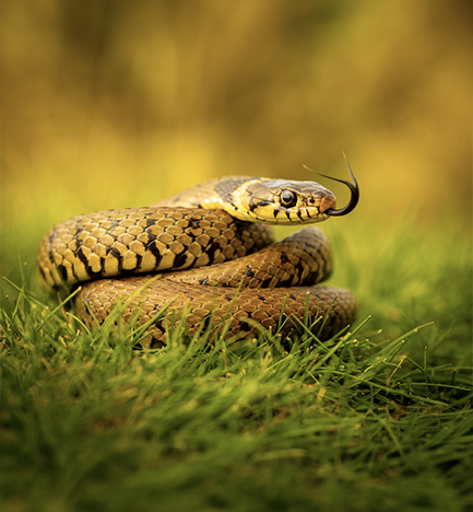 Natural Ways to Keep Away Snakes from your Homes